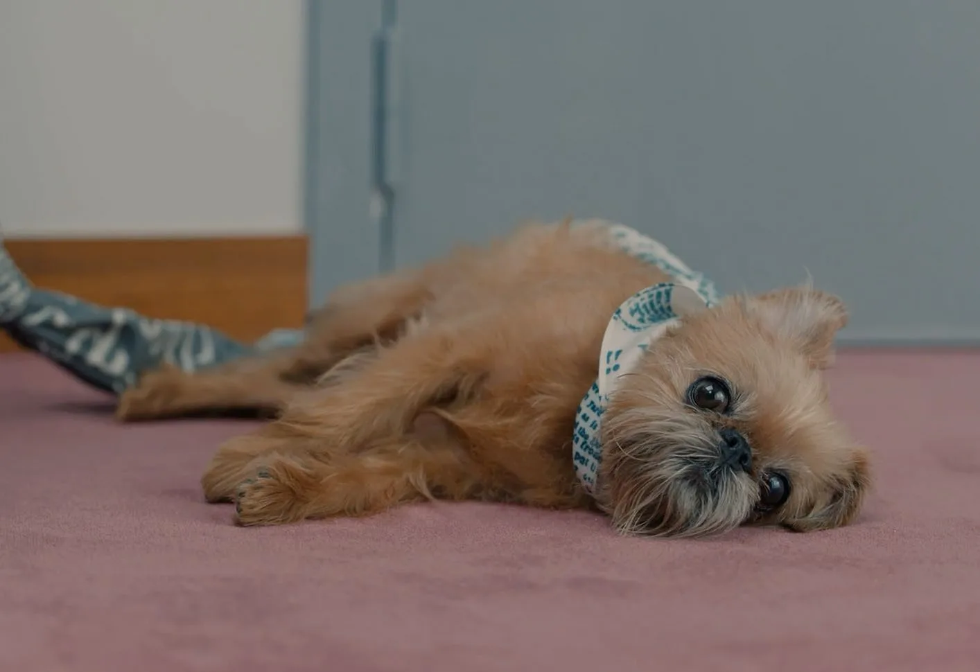 The dog lying on the pink carpet in a printed neckerchief